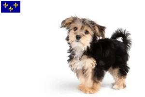 Read more about the article Morkie breeders and puppies in Île-de-France