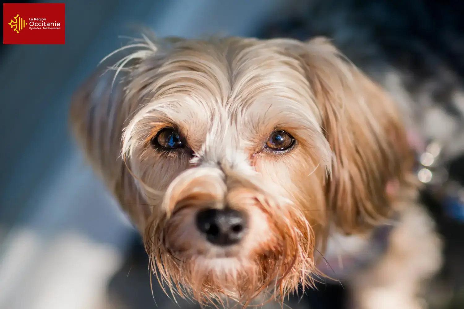 Read more about the article Morkie breeders and puppies in Occitania