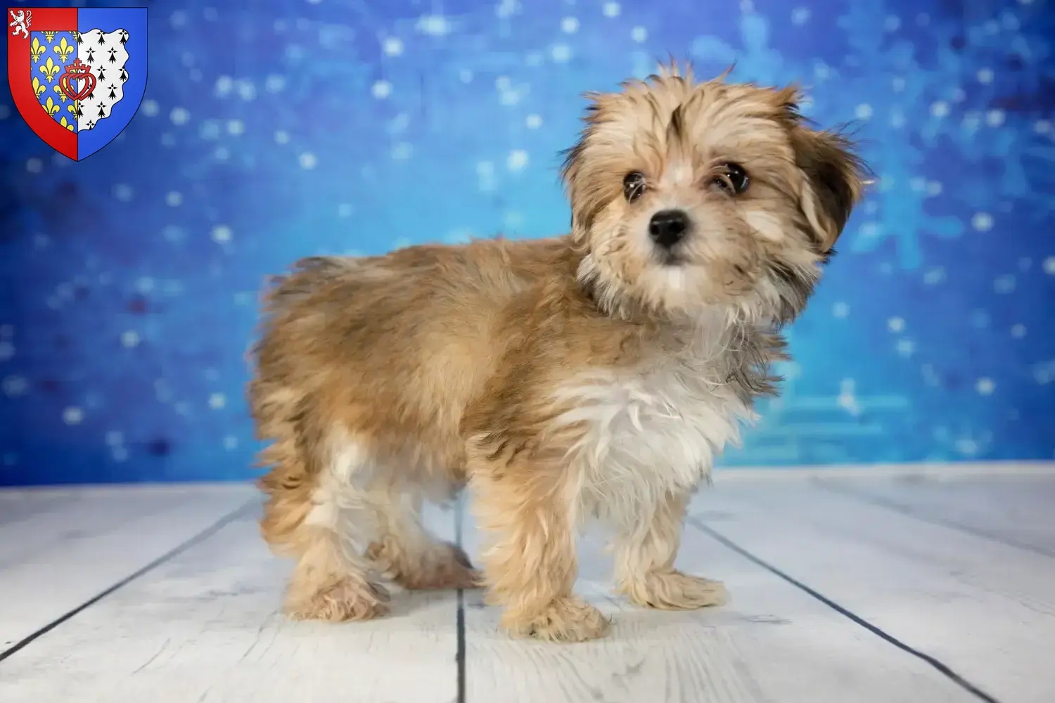 Read more about the article Morkie breeders and puppies in Pays de la Loire