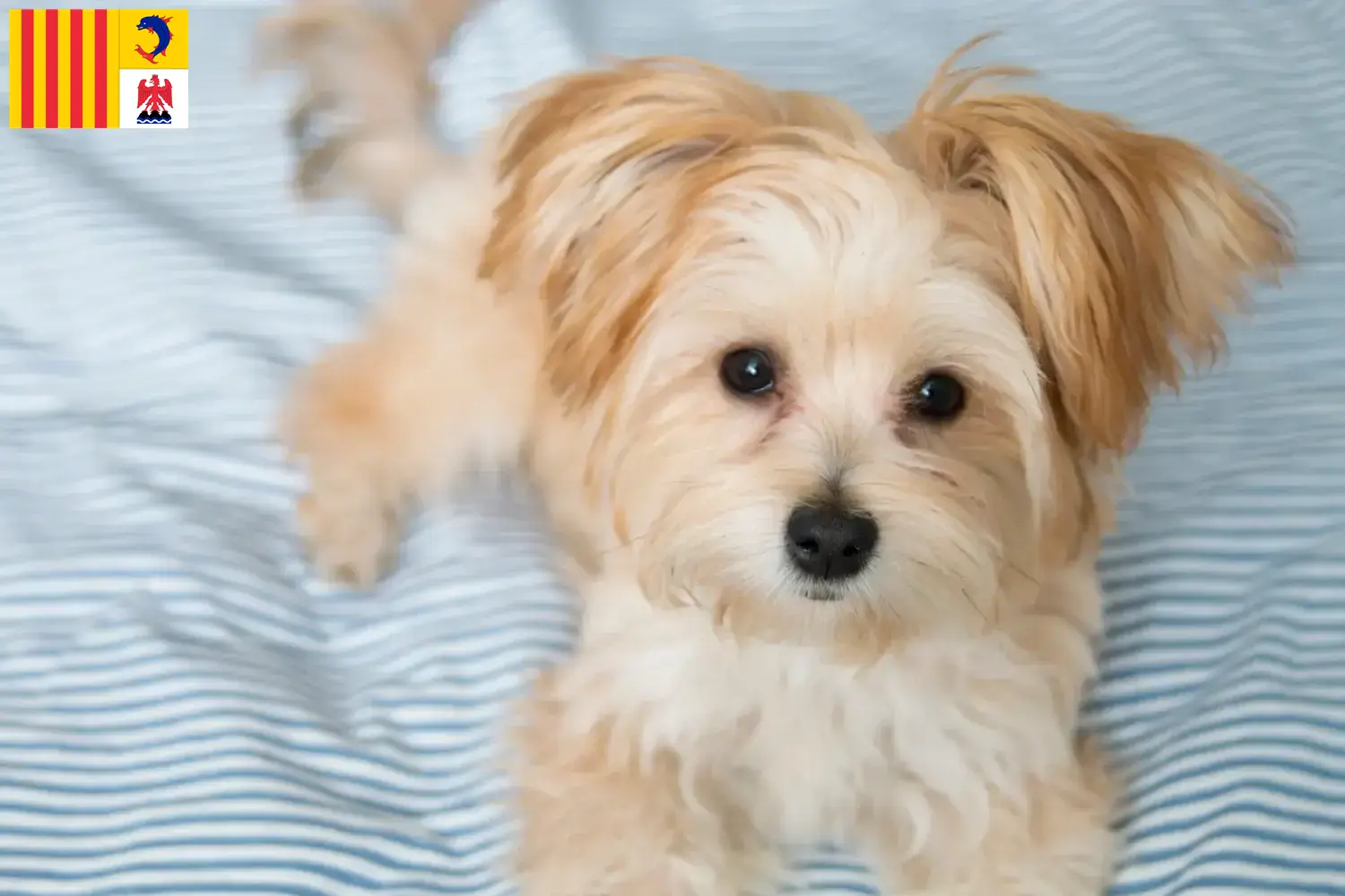 Read more about the article Morkie breeders and puppies in Provence-Alpes-Côte d’Azur