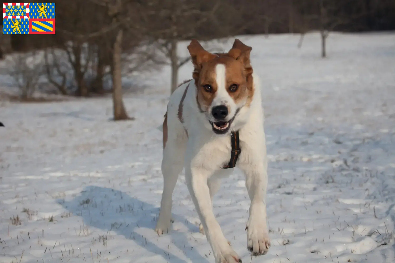 Read more about the article Rafeiro do Alentejo breeders and puppies in Bourgogne-Franche-Comté