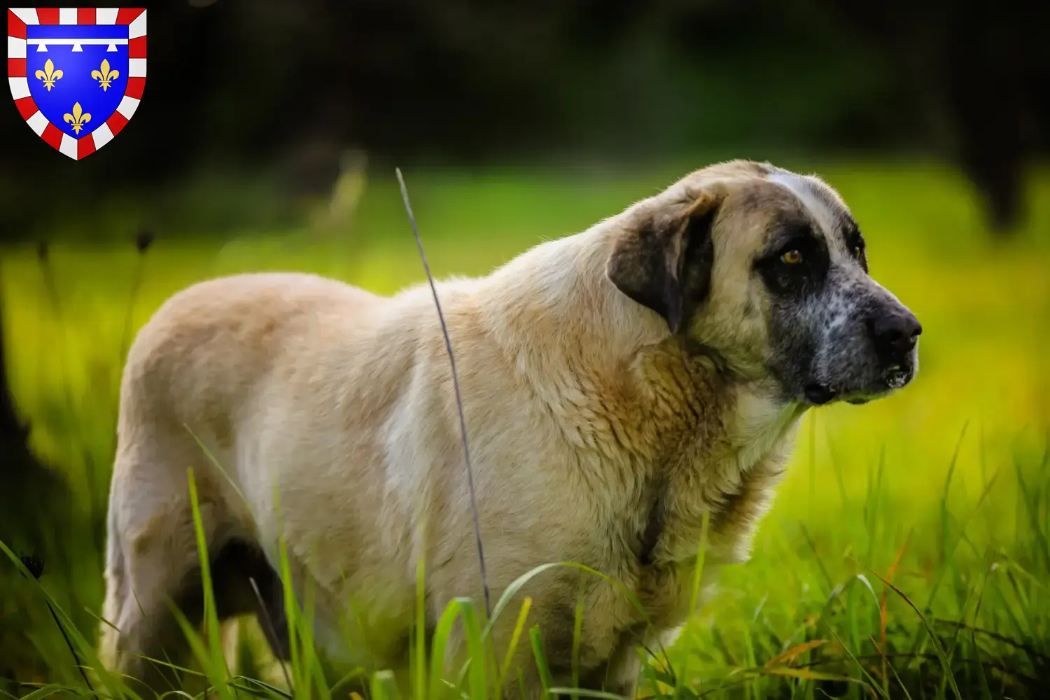 Read more about the article Rafeiro do Alentejo breeders and puppies in Centre-Val de Loire