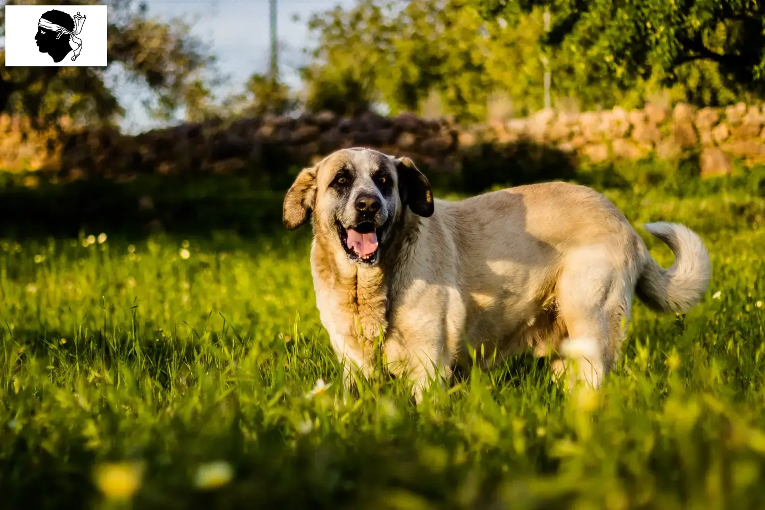 Read more about the article Rafeiro do Alentejo breeders and puppies in Corsica