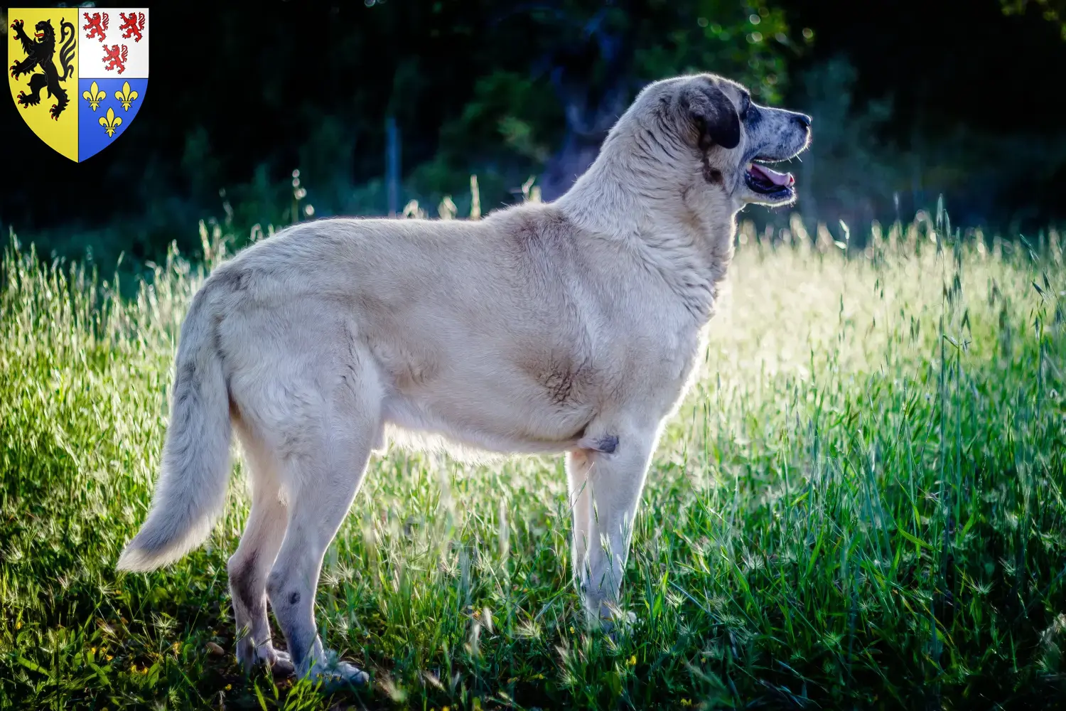 Read more about the article Rafeiro do Alentejo breeders and puppies in Hauts-de-France