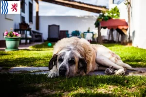 Read more about the article Rafeiro do Alentejo breeders and puppies in Nouvelle-Aquitaine