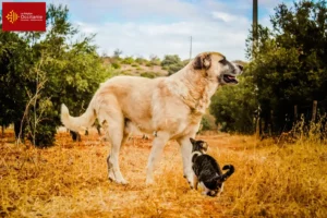 Read more about the article Rafeiro do Alentejo breeders and puppies in Occitania