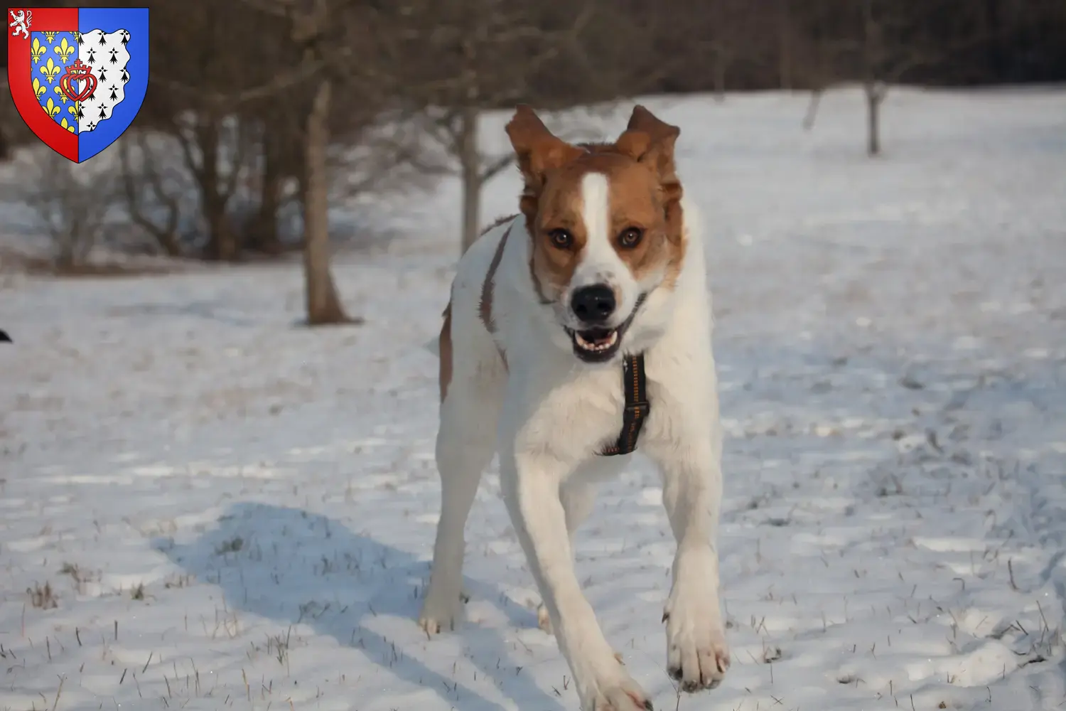 Read more about the article Rafeiro do Alentejo breeders and puppies in Pays de la Loire