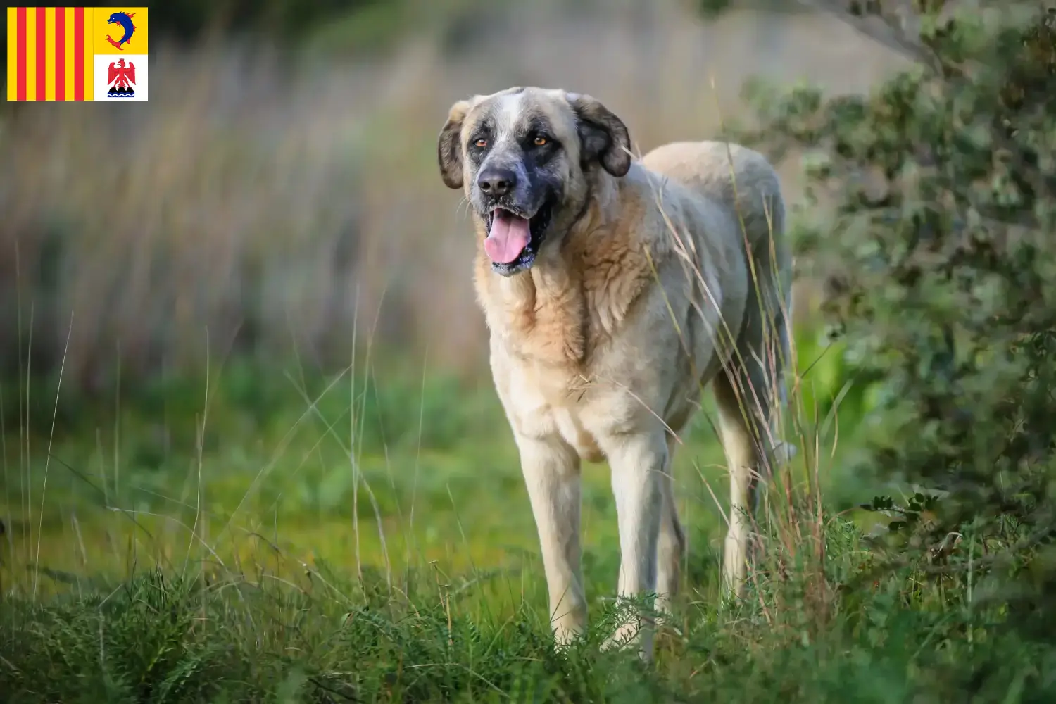 Read more about the article Rafeiro do Alentejo breeders and puppies in Provence-Alpes-Côte d’Azur