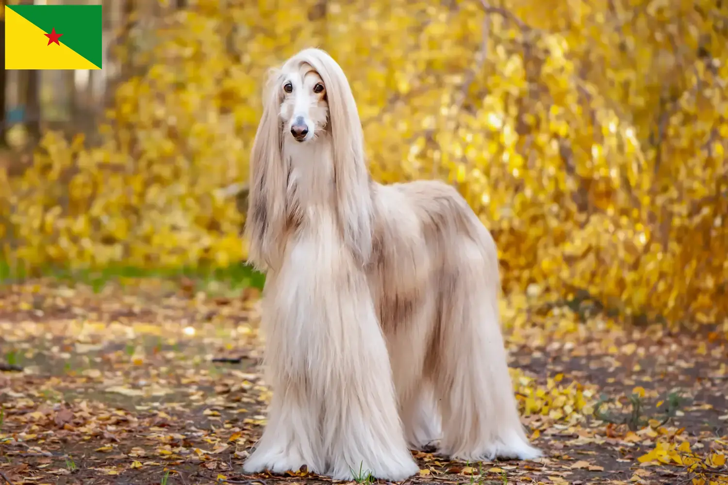 Read more about the article Afghan Hound breeders and puppies in French Guiana