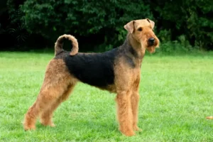 Read more about the article Airedale Terrier breeders and puppies in New Caledonia