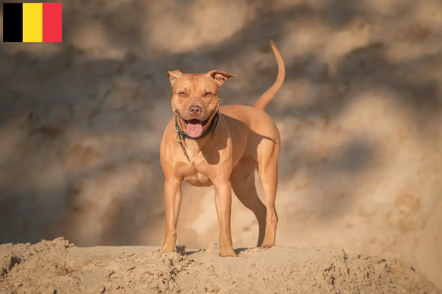 Read more about the article American Pit Bull Terrier breeders and puppies in Belgium