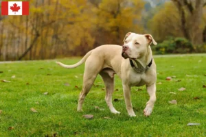 Read more about the article American Pit Bull Terrier breeders and puppies in Canada