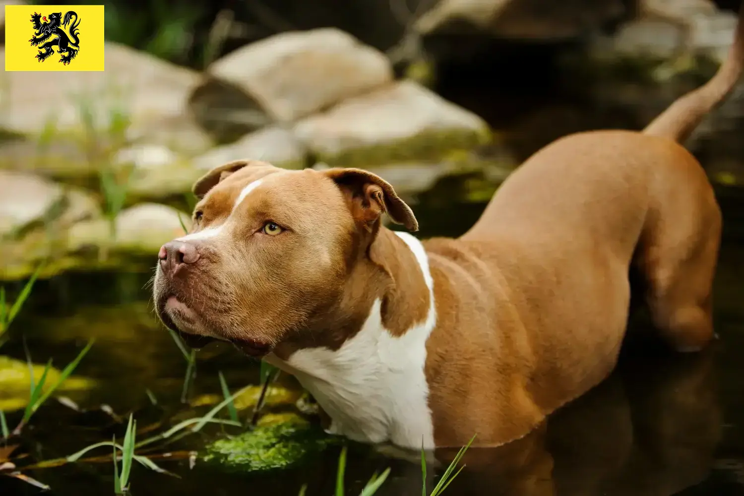 Read more about the article American Pit Bull Terrier breeders and puppies in Flanders