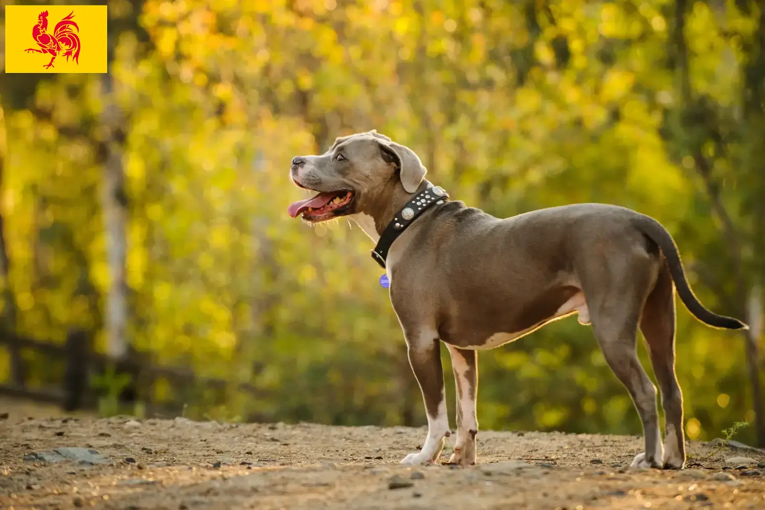 Read more about the article American Pit Bull Terrier breeders and puppies in Walloon Region