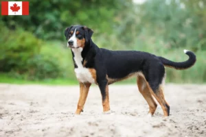 Read more about the article Appenzell Mountain Dog Breeder and Puppies in Canada