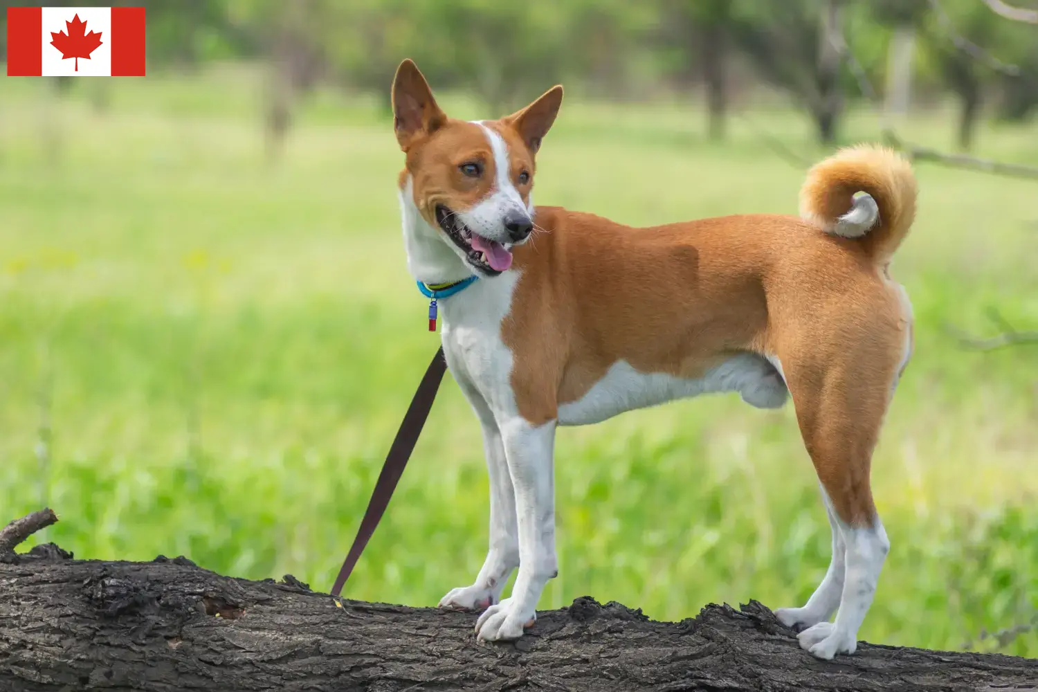 Read more about the article Basenji breeders and puppies in Canada