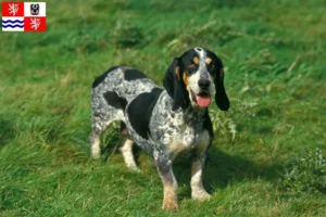 Read more about the article Basset bleu de Gascogne breeders and puppies in Central Bohemia