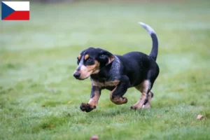 Read more about the article Basset bleu de Gascogne breeders and puppies in the Czech Republic