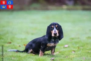 Read more about the article Basset bleu de Gascogne breeders and puppies in Hradec Králové