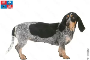 Read more about the article Basset bleu de Gascogne breeders and puppies in Karlovy Vary