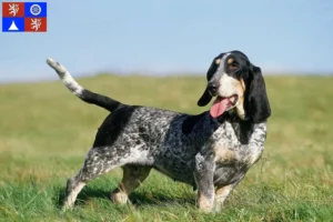 Read more about the article Basset bleu de Gascogne breeders and puppies in Liberec