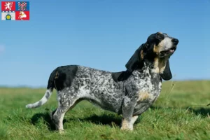 Read more about the article Basset bleu de Gascogne breeders and puppies in Pardubice