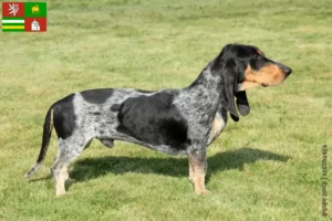 Read more about the article Basset bleu de Gascogne breeders and puppies in Pilsen