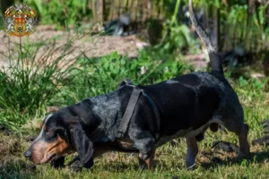 Read more about the article Basset bleu de Gascogne breeders and puppies in Prague