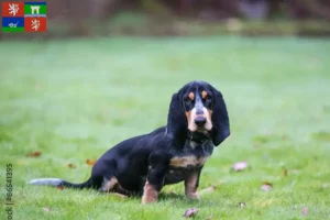 Read more about the article Basset bleu de Gascogne breeders and puppies in Ústí