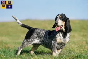 Read more about the article Basset bleu de Gascogne breeders and puppies in Zlín