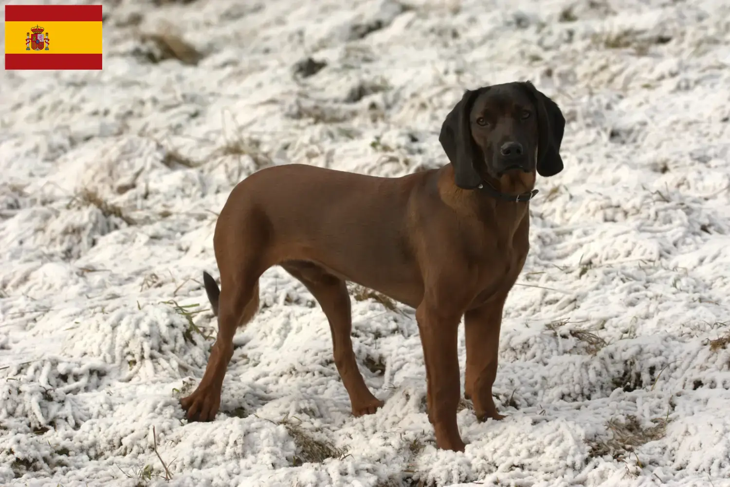 Read more about the article Bavarian Mountain Hound breeders and puppies in Spain