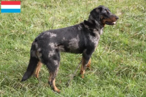 Read more about the article Beauceron breeders and puppies in Luxembourg