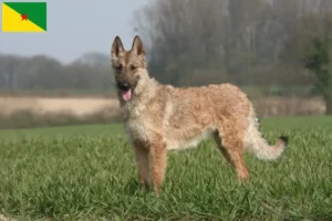 Read more about the article Belgian Shepherd Dog Breeder and Puppies in French Guiana