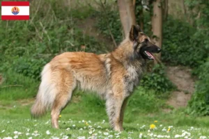 Read more about the article Belgian Shepherd breeders and puppies in French Polynesia