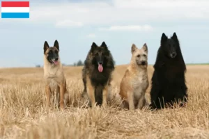 Read more about the article Belgian Shepherd breeders and puppies in Luxembourg