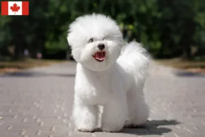 Read more about the article Bichon Frisé breeders and puppies in Canada