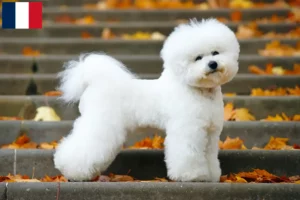 Read more about the article Bichon Frisé breeders and puppies in Martinique