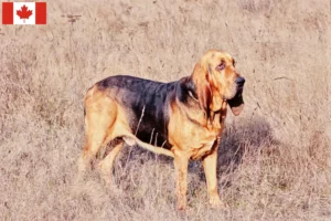 Read more about the article Bloodhound breeders and puppies in Canada