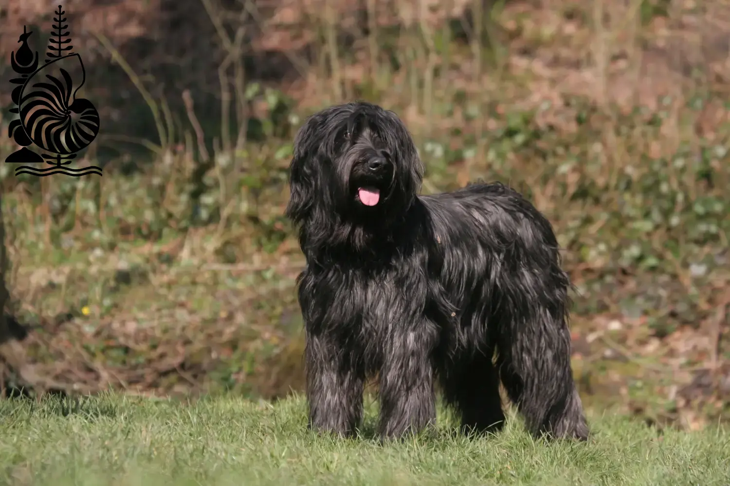 Read more about the article Briard breeders and puppies in New Caledonia