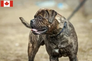 Read more about the article Bullmastiff breeders and puppies in Canada