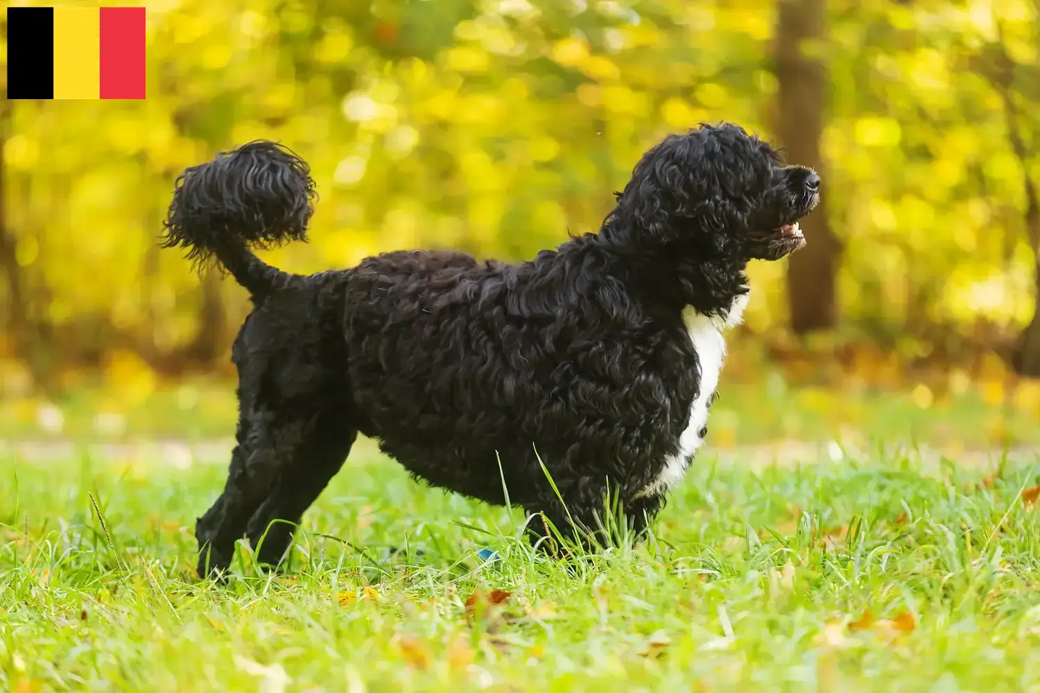 Read more about the article Cão de Agua português breeders and puppies in Belgium