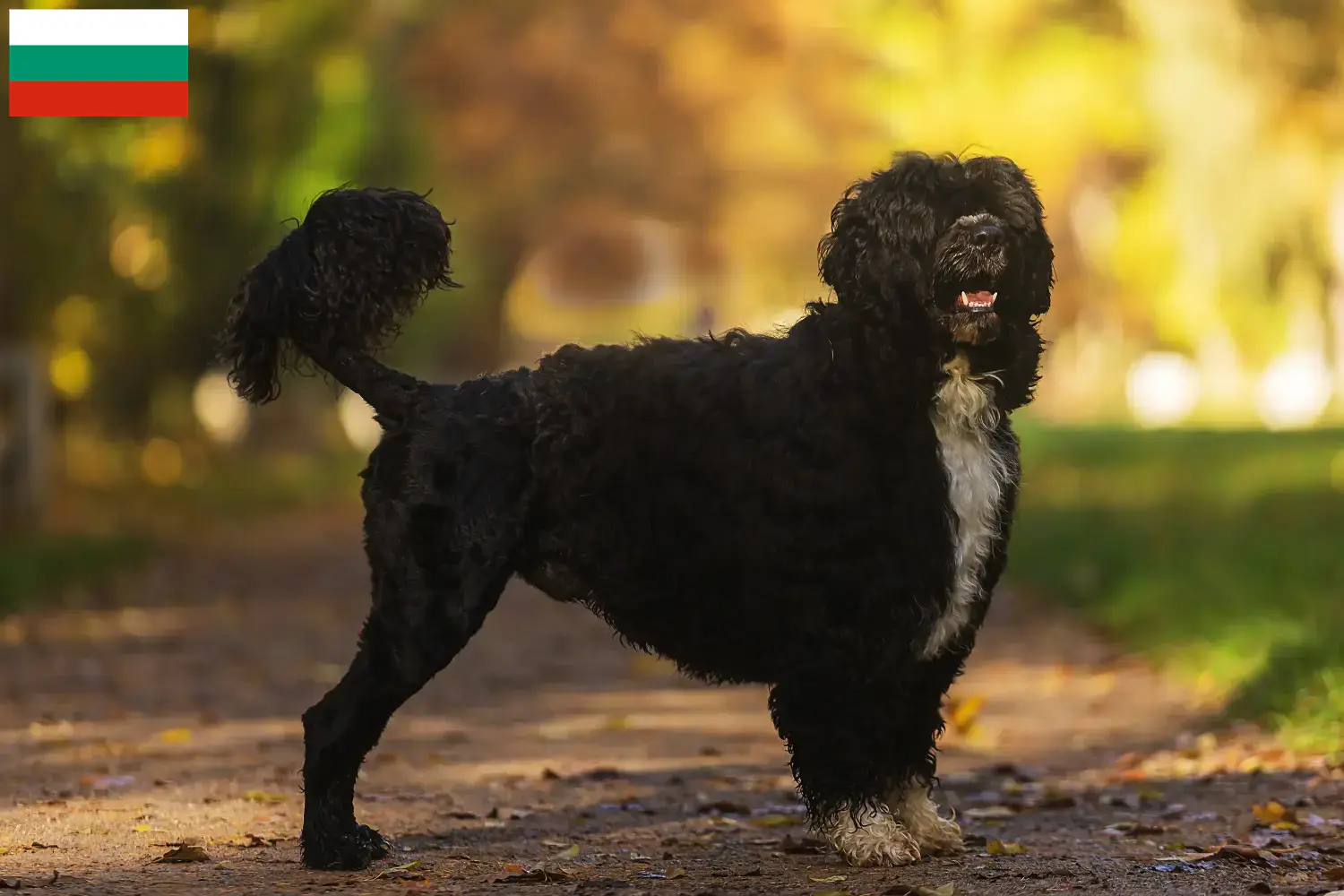 Read more about the article Cão de Agua português breeders and puppies in Bulgaria