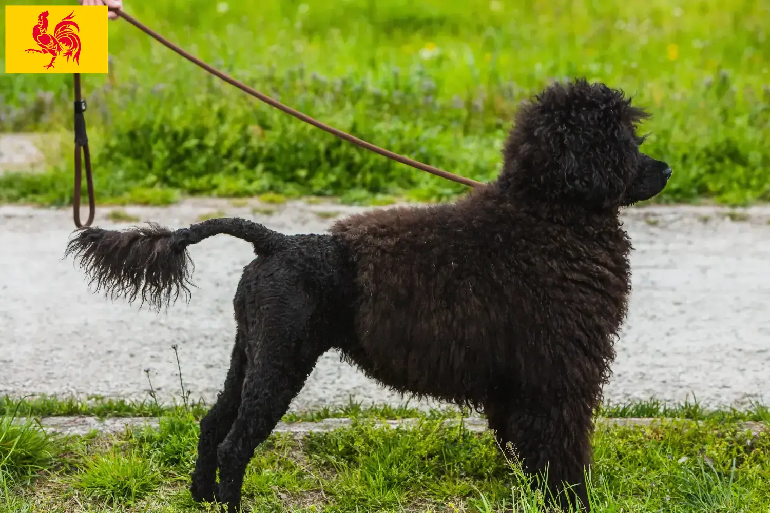 Read more about the article Cão de Agua português breeders and puppies in Walloon Region