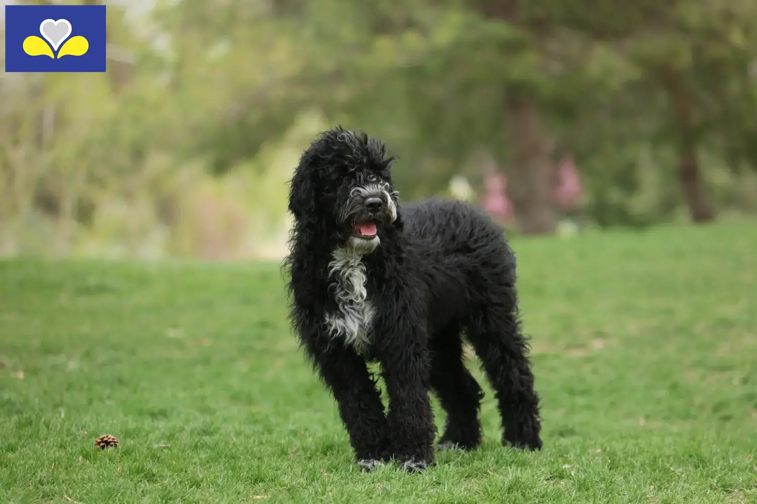 Read more about the article Cão de Agua português breeders and puppies in Brussels-Capital Region