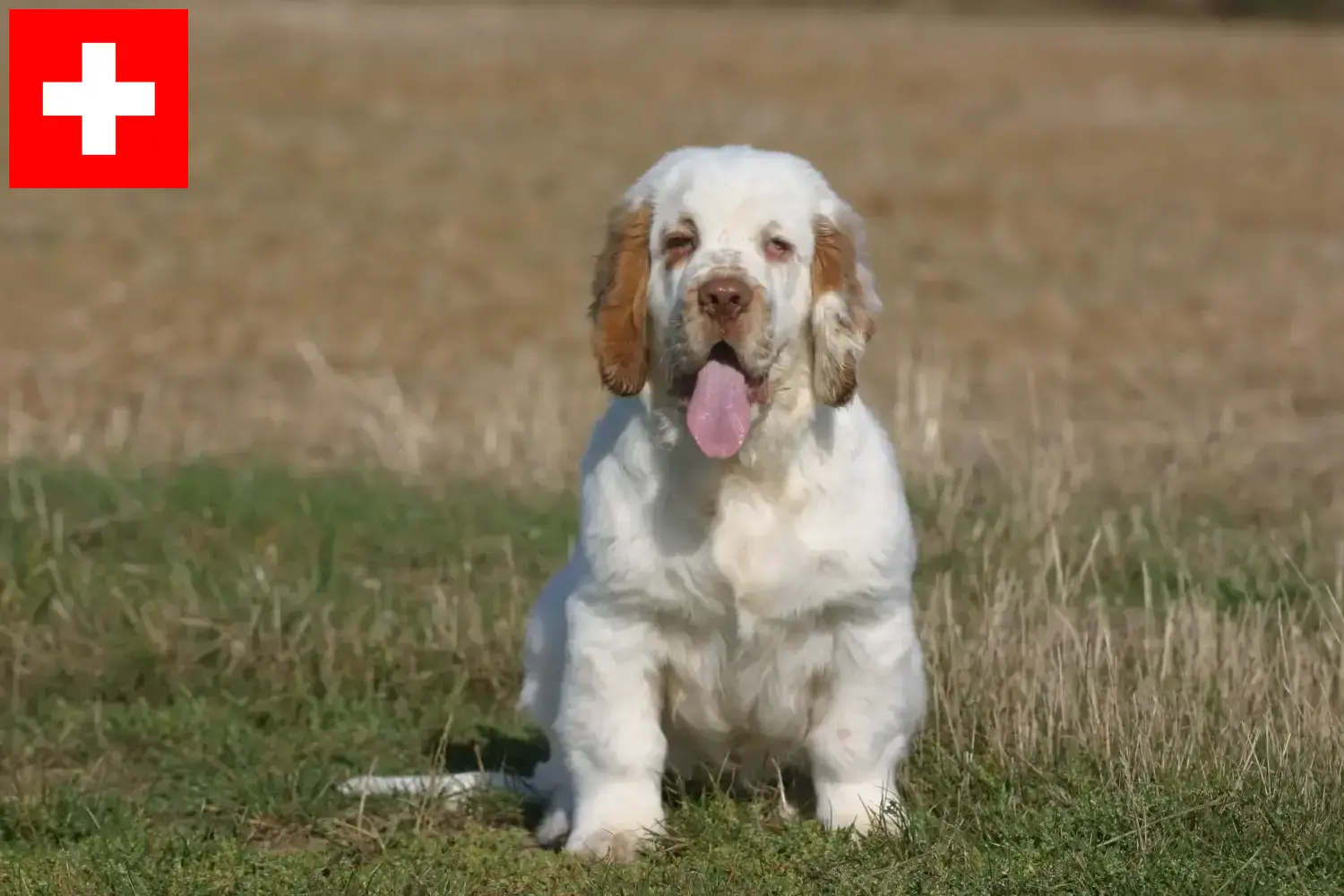 Read more about the article Clumber Spaniel breeders and puppies in Switzerland