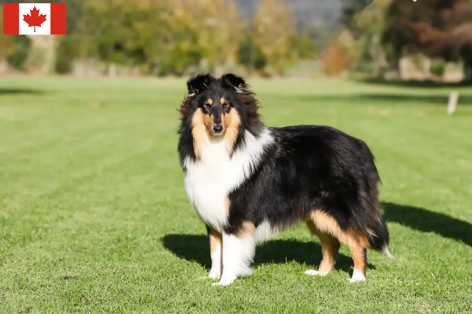 Read more about the article Collie breeders and puppies in Canada