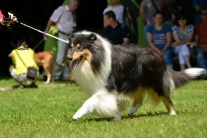 Read more about the article Collie breeders and puppies in New Caledonia