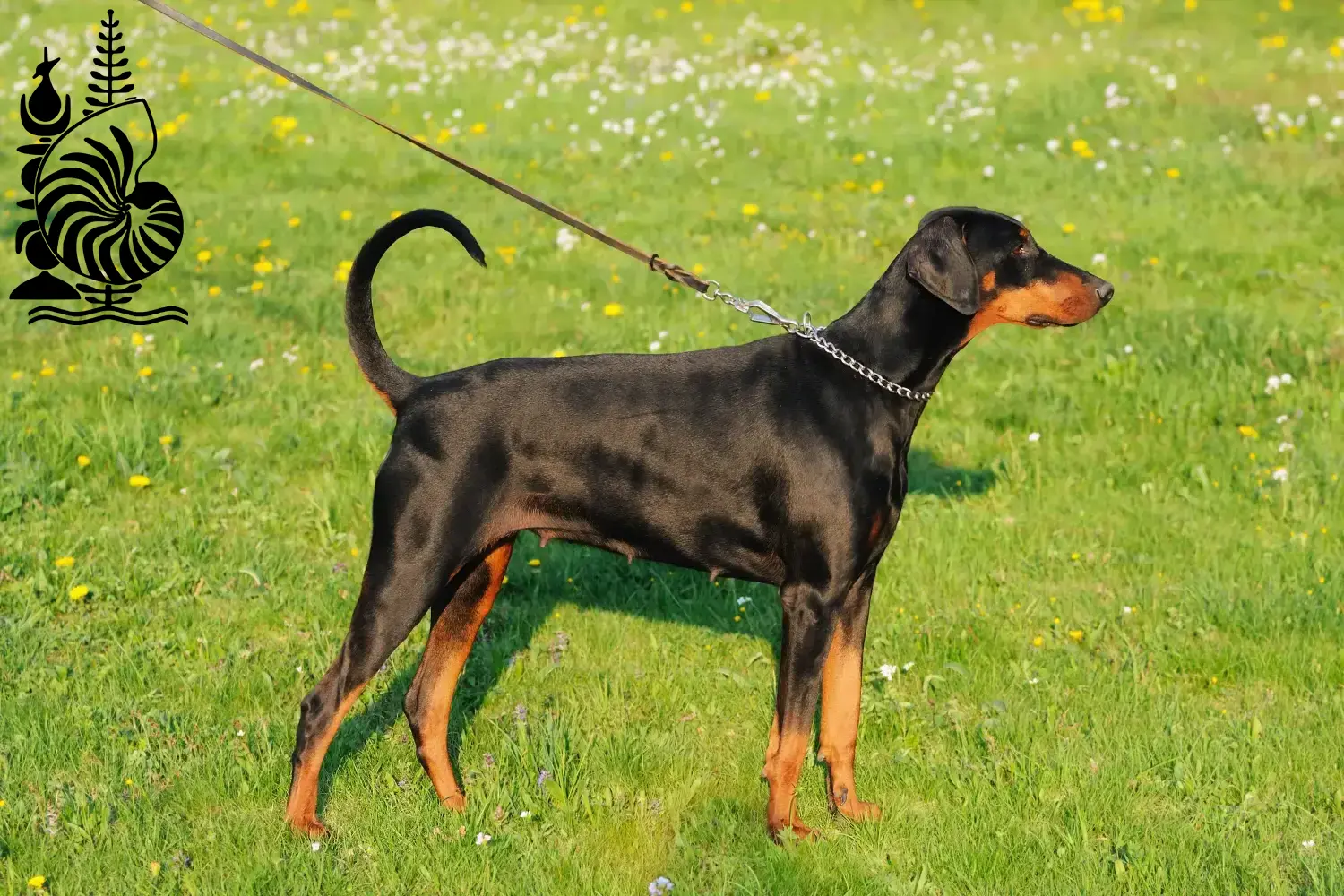 Read more about the article Doberman breeders and puppies in New Caledonia