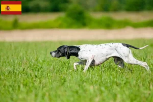 Read more about the article English Pointer breeders and puppies in Spain