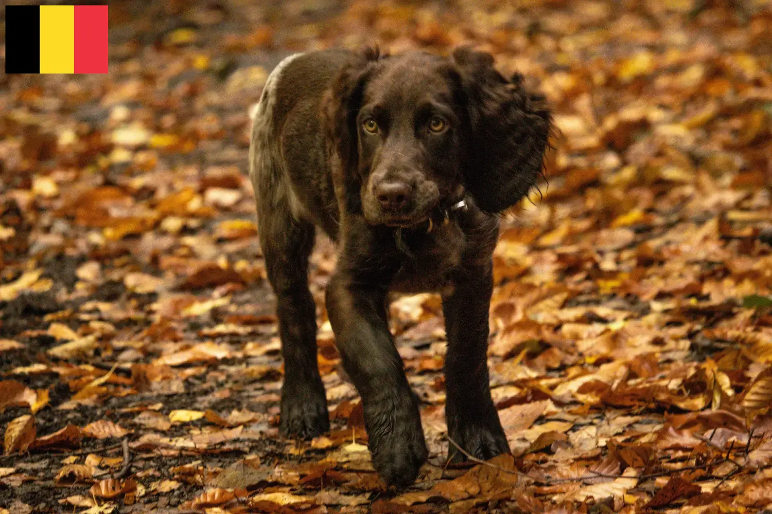 Read more about the article German watchdog breeders and puppies in Belgium